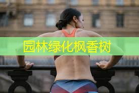 园林绿化枫香树