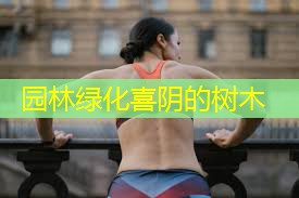 园林绿化喜阴的树木