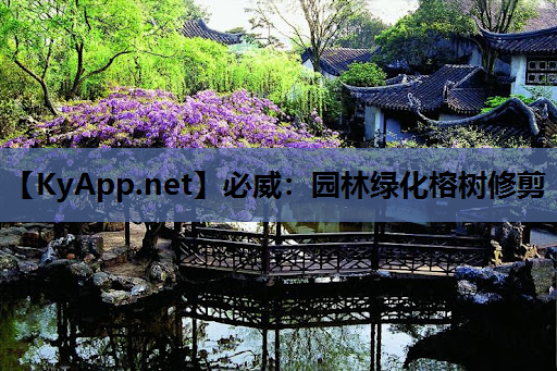 必威：园林绿化榕树修剪