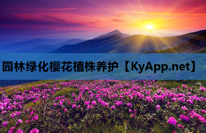 园林绿化樱花植株养护