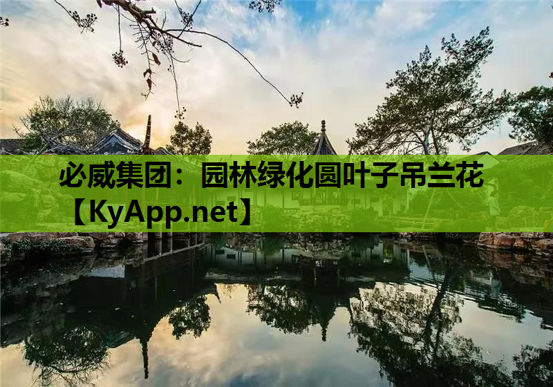 必威集团：园林绿化圆叶子吊兰花