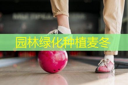园林绿化种植麦冬