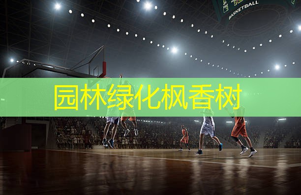 园林绿化枫香树