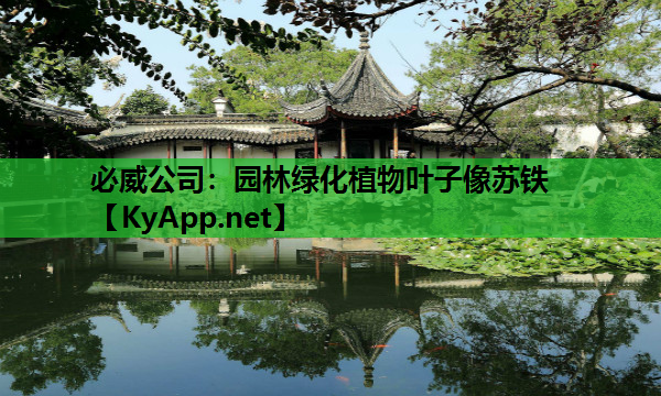 园林绿化植物叶子像苏铁