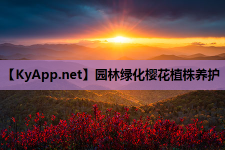 园林绿化樱花植株养护