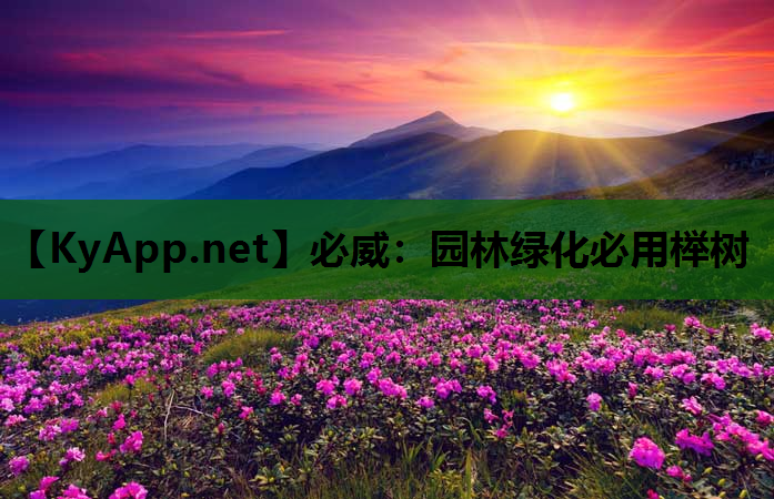 园林绿化必用榉树