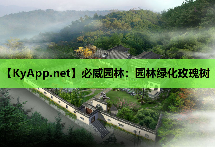 园林绿化玫瑰树